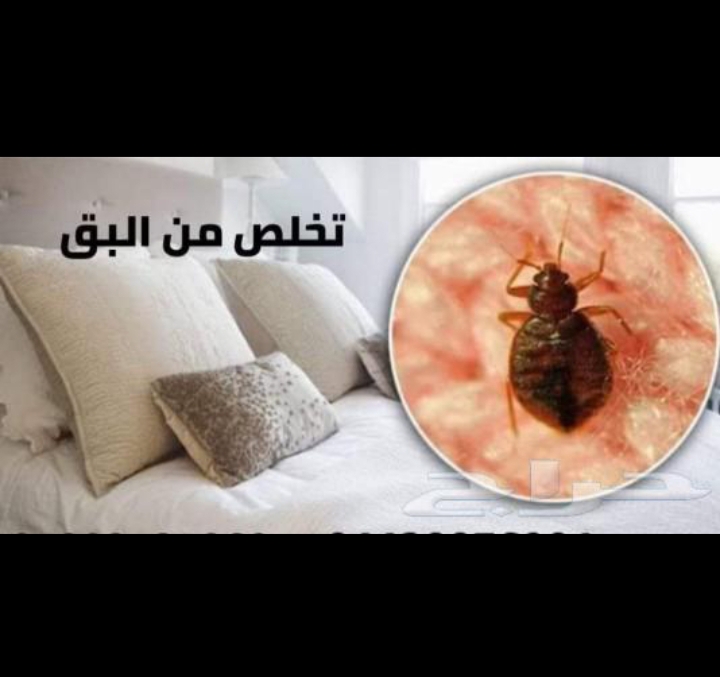 شركة مكافجة حشرات بابو عريش